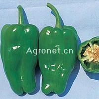 供应世农圆椒—甜椒种子