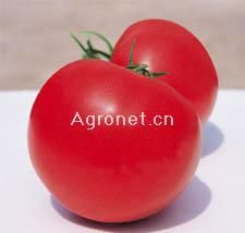 供应世农704番茄—番茄种子