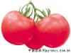 供应108金樽番茄—番茄种子