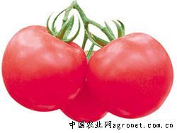 供应108金樽番茄—番茄种子