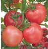 供应110春禧（改良种）番茄—番茄种子