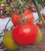 供应大卫-番茄种子