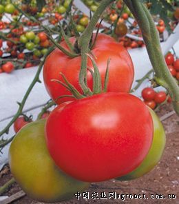 供应大卫-番茄种子