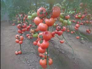 供应早春优质西红柿