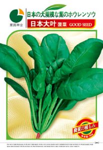 日本大叶菠菜——菠菜种子