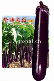 供应紫帅长茄--茄子种子