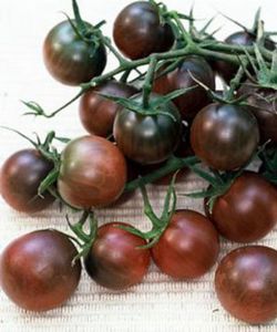 供应紫玲珑西红柿种子 