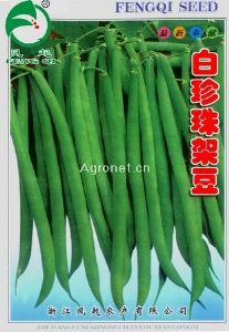 供应白珍珠架豆（凤起）—菜豆种子