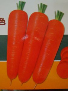 供应多利胜红—胡萝卜种子