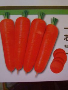 供应多利A-4—胡萝卜种子