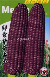 供应鲜食紫糯玉米—菜用玉米种子
