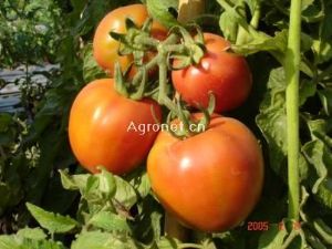 供应西红柿566－番茄种子