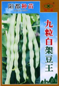 供应九粒白架豆王—菜豆种子
