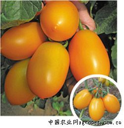 供应金锣小番茄—番茄种子
