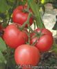 供应威敌3号番茄—番茄种子