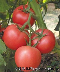 供应威敌3号番茄—番茄种子
