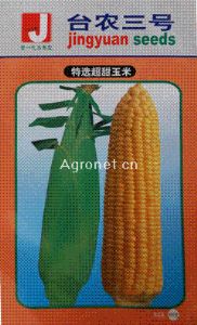 供应台农3号超甜玉米—菜用玉米种子