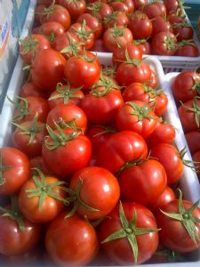 大量供应西红柿