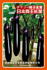 日本亮王长茄——茄子种子