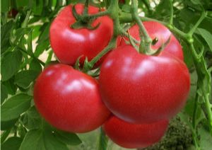 供应宝威—番茄种子