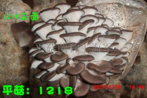 供应山东省平菇1218菌种深黑色平菇菌种