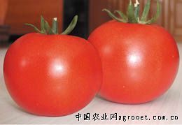 供应保瑞番茄—番茄种子