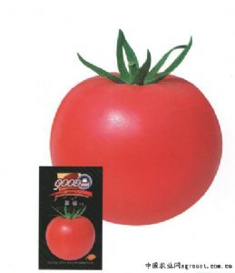 供应莱福—番茄种子