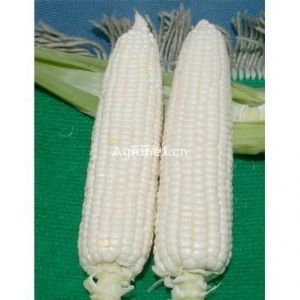 供应泰国晶晶乐—玉米种子