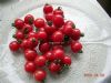 供番高品质的樱桃番茄—番茄种子
