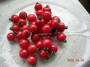 供番高品质的樱桃番茄—番茄种子