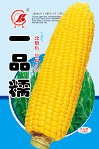 供应一品糯—菜用玉米种子