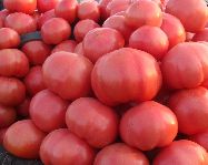 供应西红柿