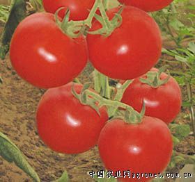 供应雷特番茄—番茄种子