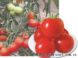 供应红珍宝番茄—番茄种子