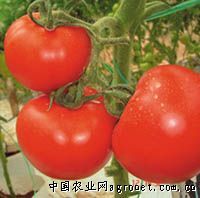 供应百旺番茄—番茄种子