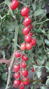 供应圣桃3号小番茄—番茄种子