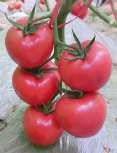 供应越夏秋延粉果戴丽娜—番茄种子