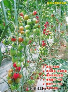 供应抗TY9307F1－高抗TY番茄种子