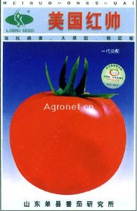 供应美国红帅—番茄种子