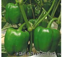 供应绿盾甜椒—甜椒种子