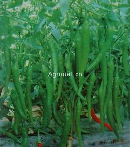 供应杭州鸡爪×吉林早椒（凤起）—辣椒种子