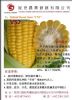 美国型超甜玉米种子：V－52（高档加工型）
