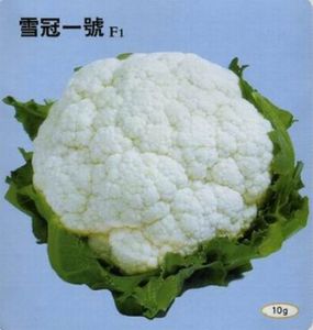 供应雪冠一号F1—花椰菜种子
