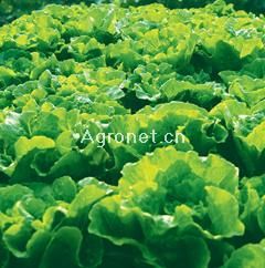 供应全年耐抽苔生菜—莴苣种子