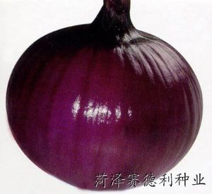 供应改良紫玉（紫皮高桩）—洋葱种子