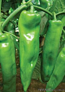 供应一代天椒—辣椒种子