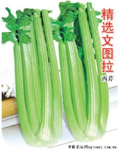 供应精选文图拉—芹菜种子
