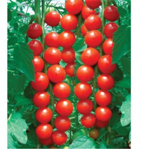 供应红葡萄——番茄种子