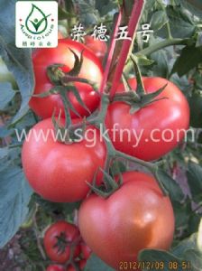 供应荣德五号—番茄种子