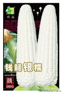 供应钱龙银糯—菜用玉米种子